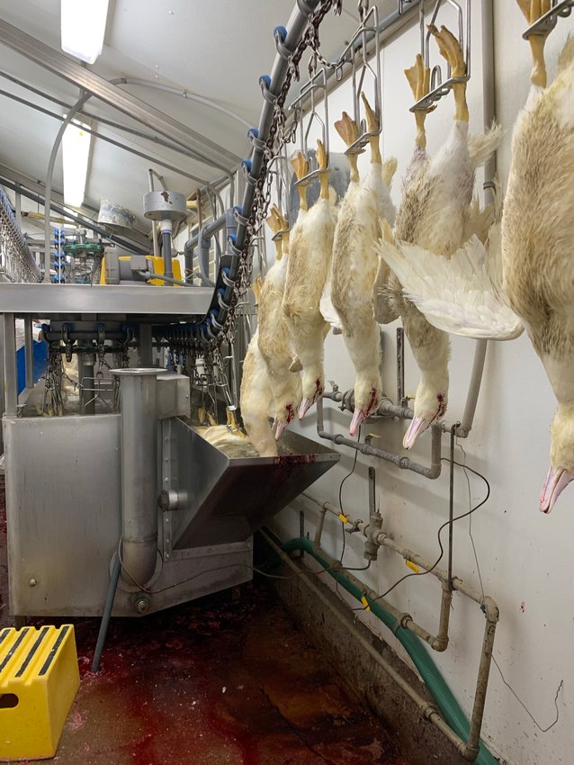 Female moulards in the slaughterhouse at Hudson Valley Foie Gras.
